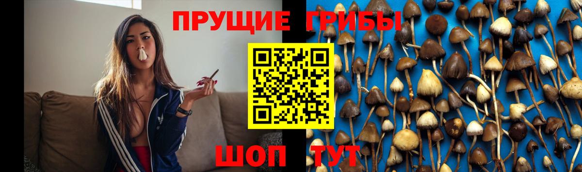 Галлюциногенные грибы Cubensis  сколько стоит  Новокубанск  Вход с VPN  Галлюциногенные грибы Psilocybine cubensis 